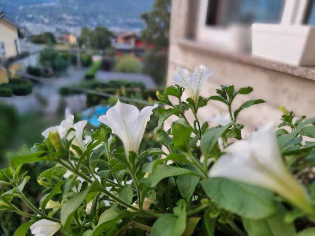 Apartament Mary House @ Sondrio Zewnętrze zdjęcie